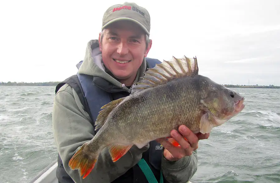 Monday Top 5 - Perch Fishing