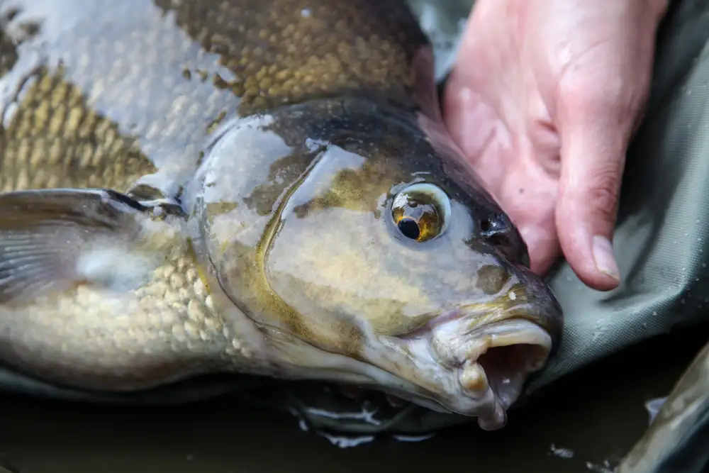 Phil Spinks - Bream, Bream And More Bream