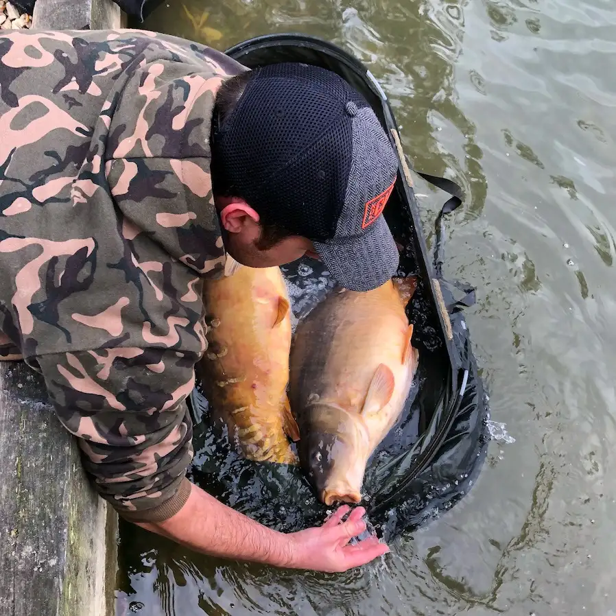 Linear Brasenose One - Stephen 