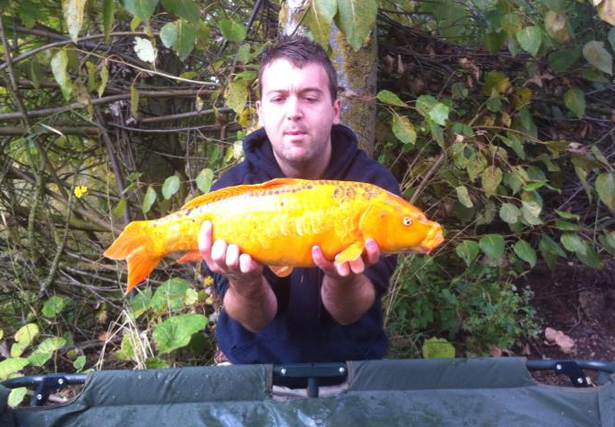 Jason Snitch 5lb Koi