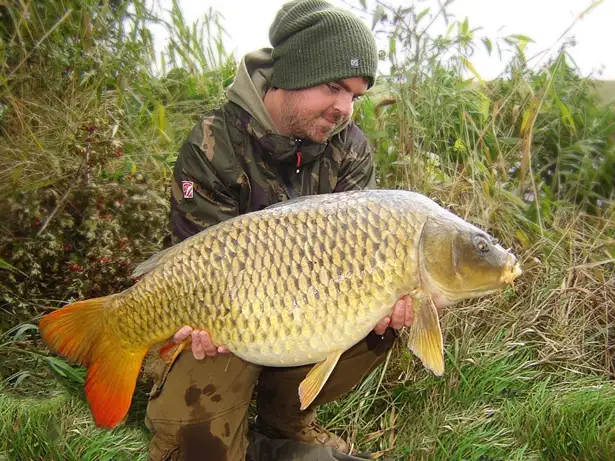 27lb 8oz Common