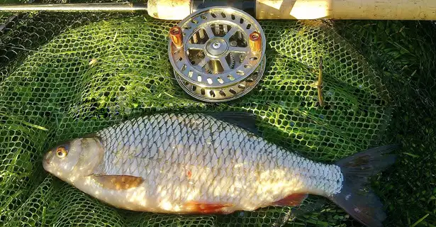 Big River Roach On The Stour... Richard Howland