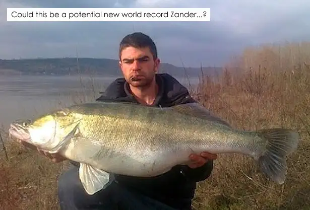 Record-Zander