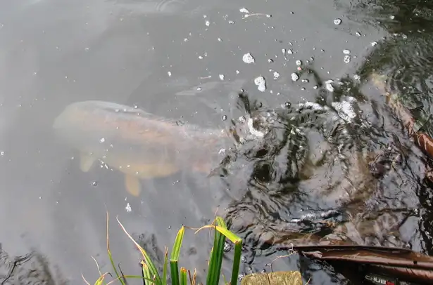 Tench-Lake-Mirror-4