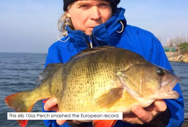 European-Record-Perch