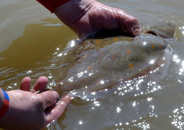 Plaice-Fishing-3