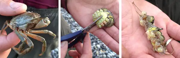 How-To-Use-Peeler-Crab