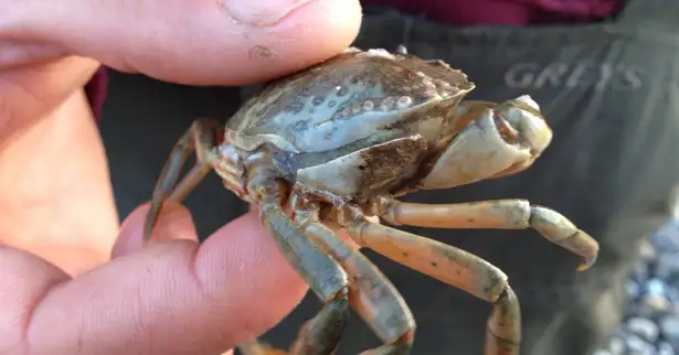 How To Fish With Live Peeler Crab...