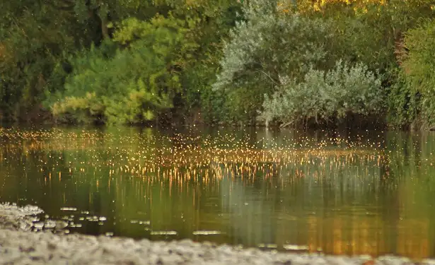 Barbel Fishing On The River Wye III