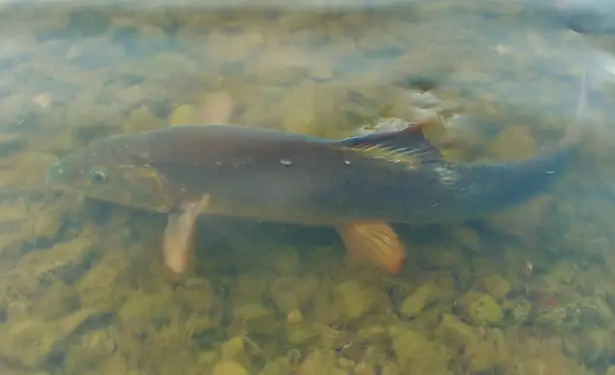 Barbel Fishing On The River Wye IIIIIIIII