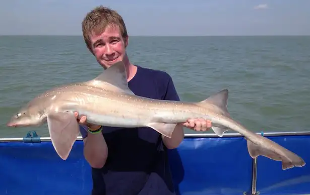 Boat Fishing For Smooth Hound 3