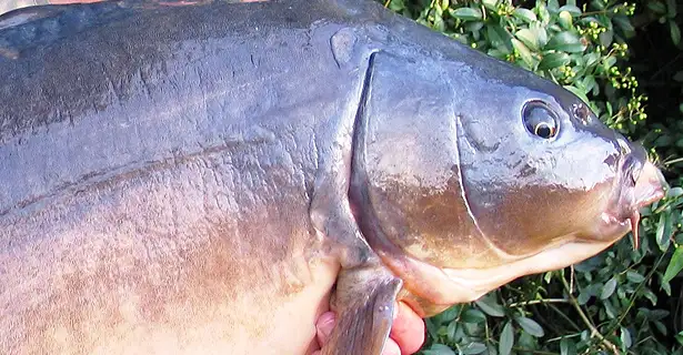 Bank Holiday Carp Fishing - Michael Stewart