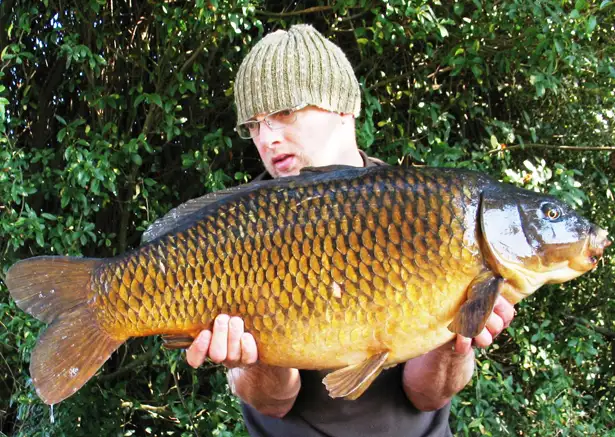 25lb-Golden-Common