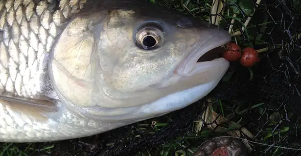 Chub Fishing In Winter