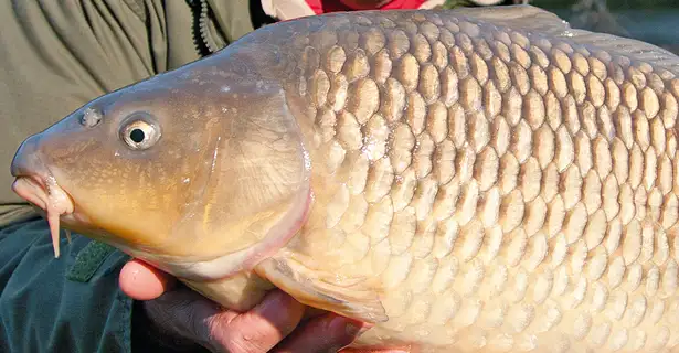 Catch Carp In The Cold!