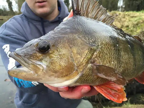 Big-Perch-Fishing-2