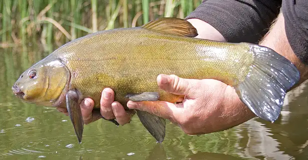 Float Fishing For Tench - Des Taylor