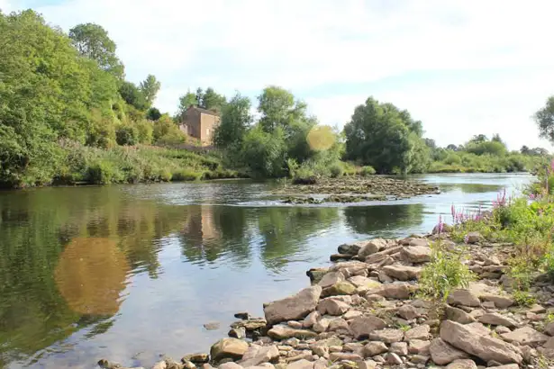 River Wye Barbel - 11