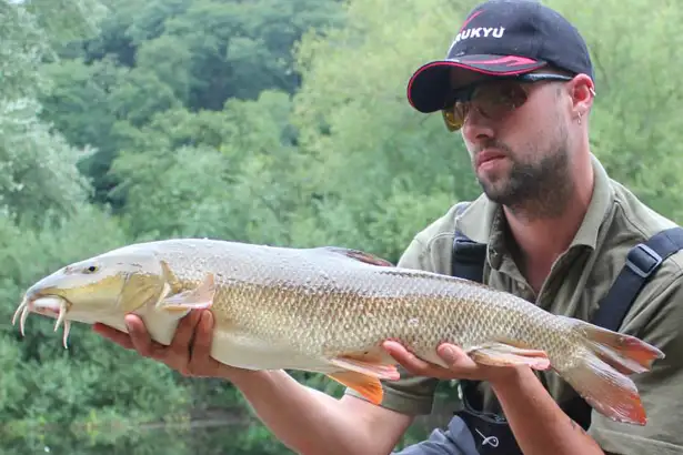 River Wye Barbel - 12