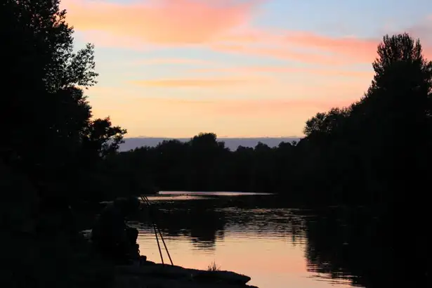 River Wye Barbel - 15