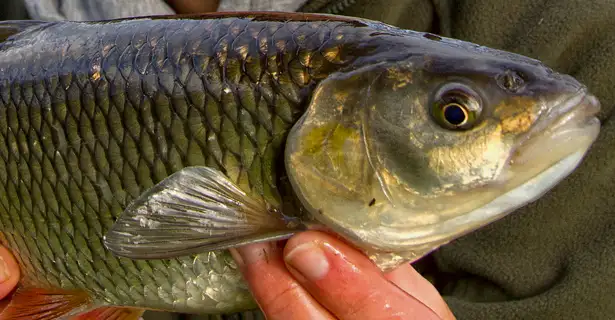 Chub Fishing With Cheese Paste