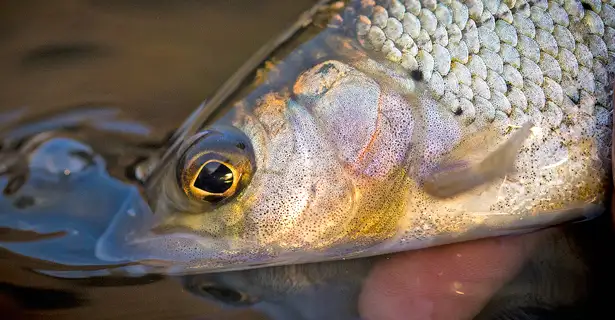 Catch Your First Grayling