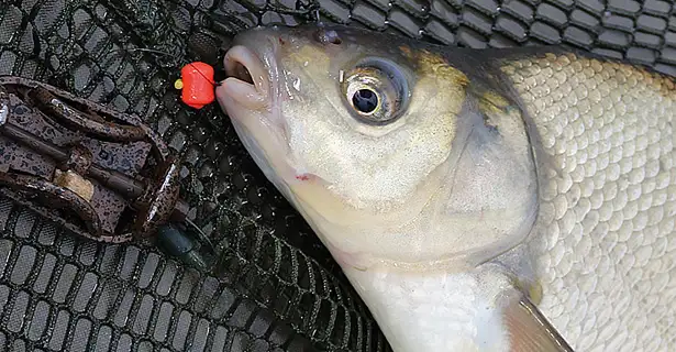 Big Waters, Big Bream - Bream Fishing On Gravel Pits