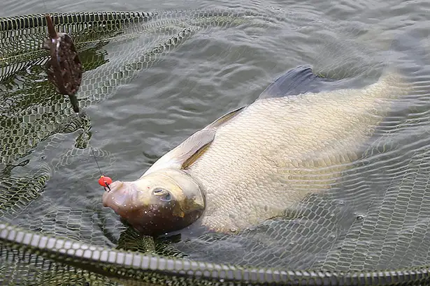 Bream-Fishing-7