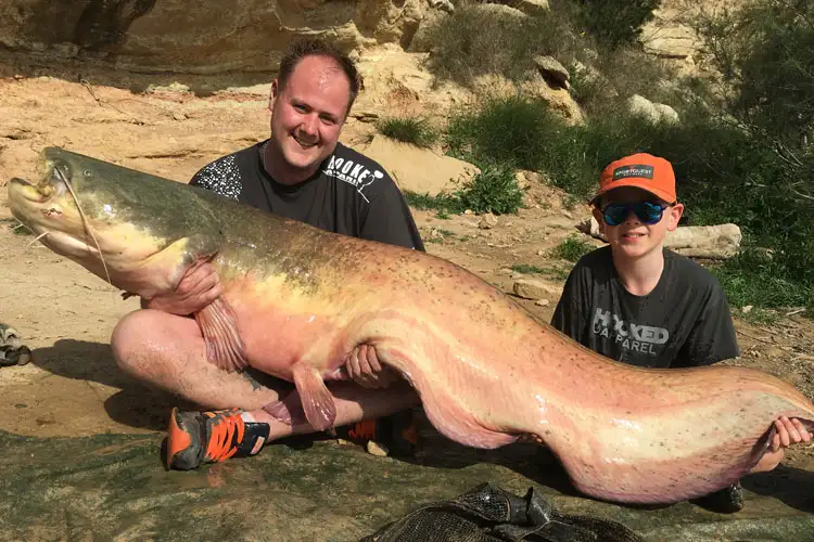 spain-catfish-capers-ebro-27-05-2016-2