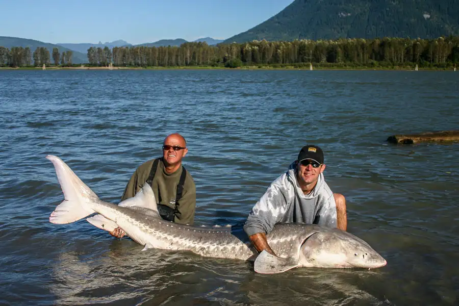 hosted-canada-sturgeon-fishing-frazer-river-g-5