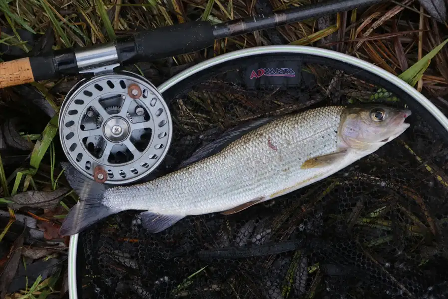 Itchen To Get Fishing - Roy Allen