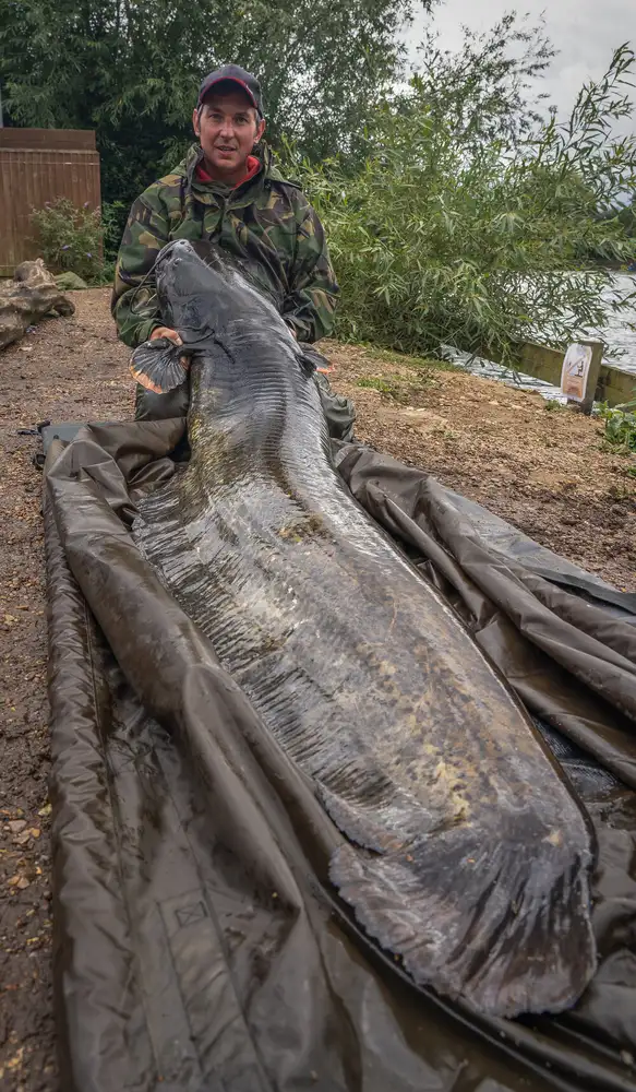 Phil Spinks and the Giant Catfish