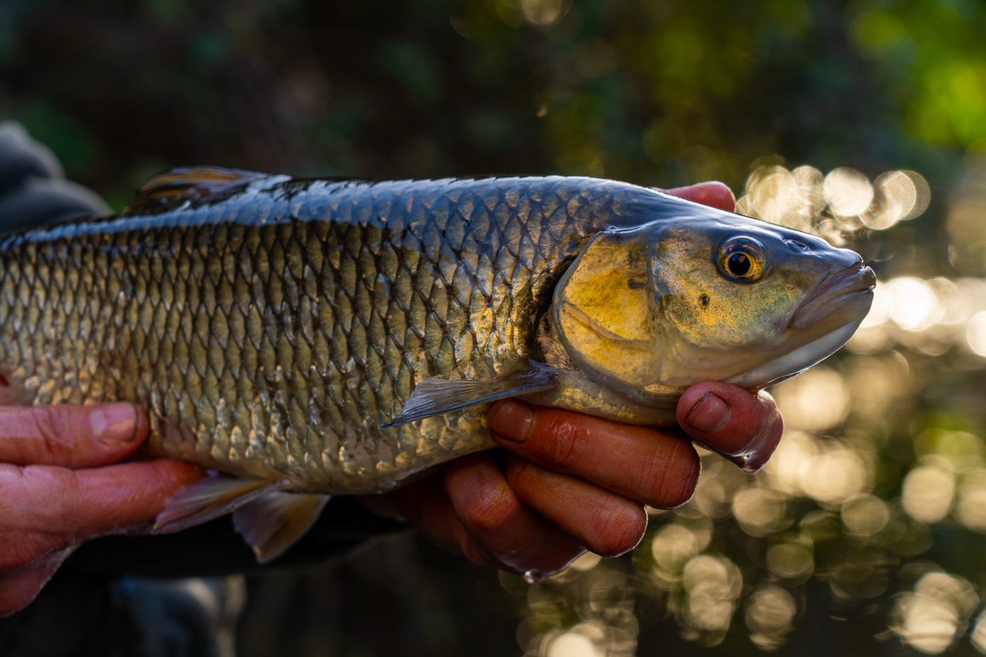 Summer Chub Fishing - Specimen Series