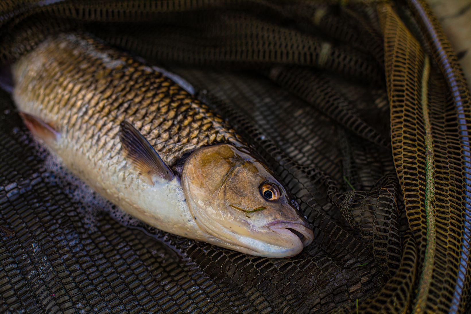 Best Baits for Summer Chub Fishing 