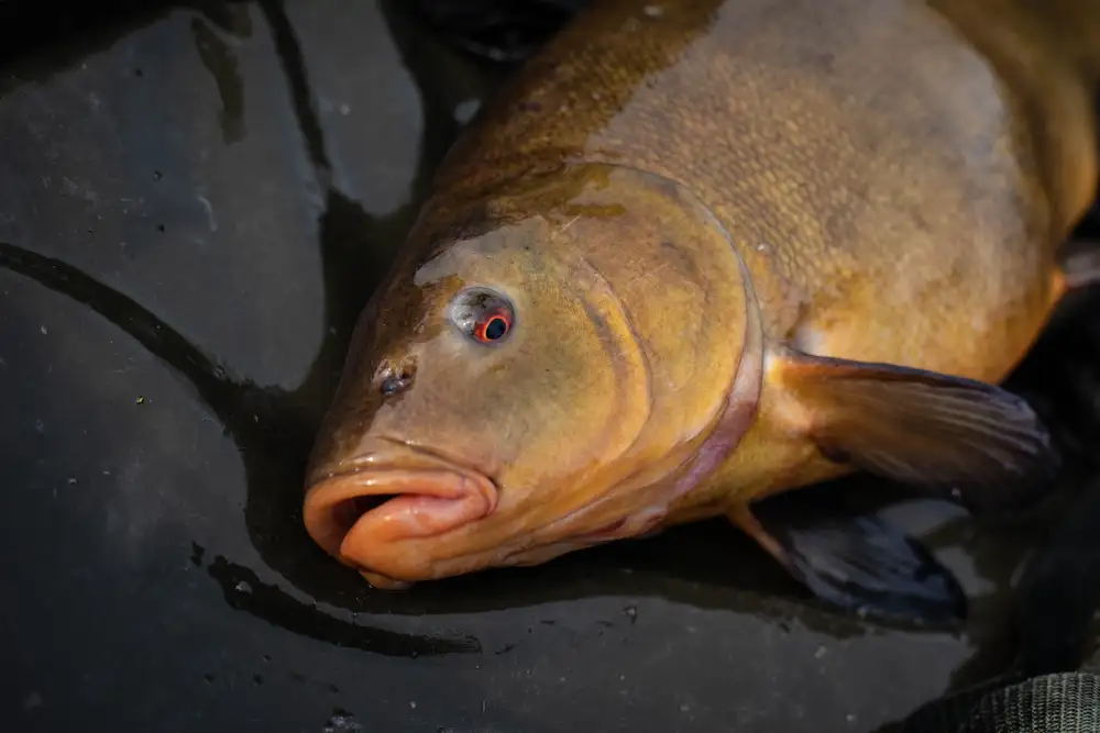 Phil Spinks - Top 5 Tench Fishing Tips 