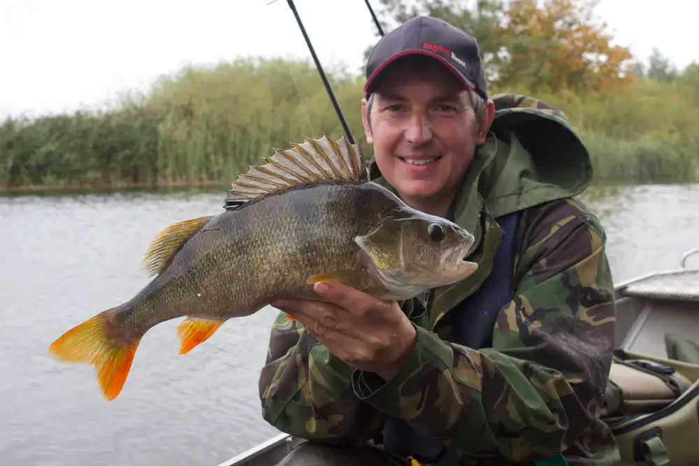 Big Autumn Perch - Phil Spinks