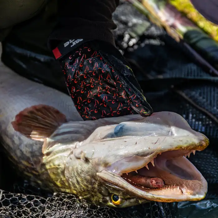 Fox Rage Fishing Glove In Use  2