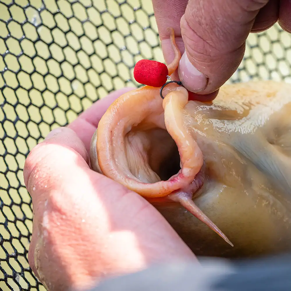 Mainline Match Dumbell Wafters Red Krill In Use 1