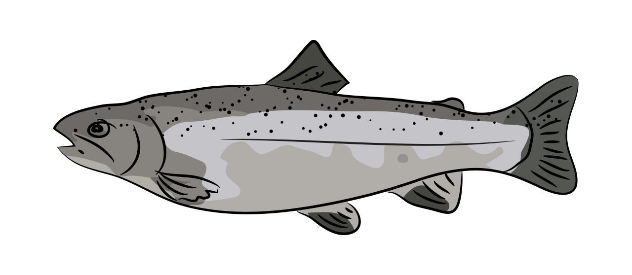Atlantic Salmon  