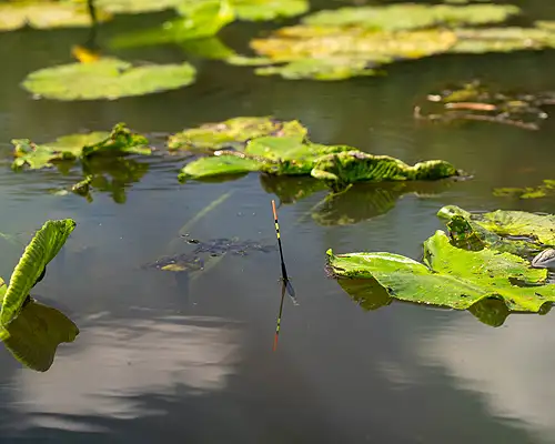 Fish close to cover to catch more Tench 