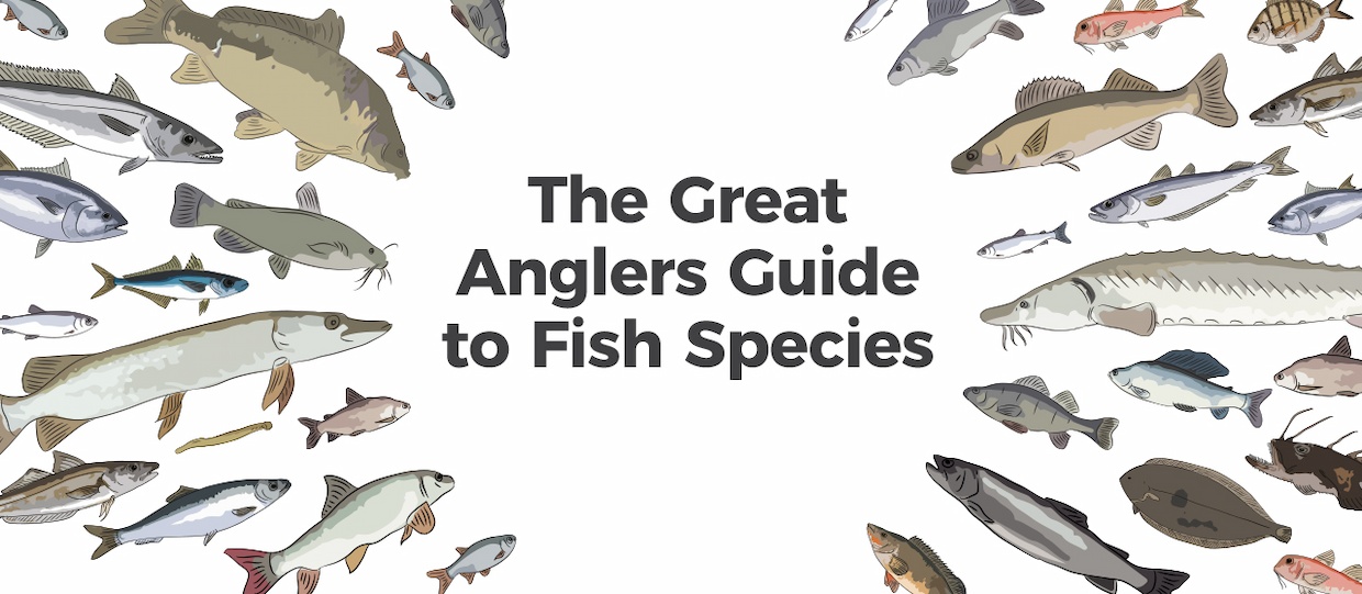 This species guide is designed to help both anglers, and those interested in freshwater and marine life, learn about the most popular fish species in the UK and Europe. Great care has been taken to highlight some of the main characteristics of each species as well as making you aware of fish care, and the status of each species in an increasingly threatened environment.